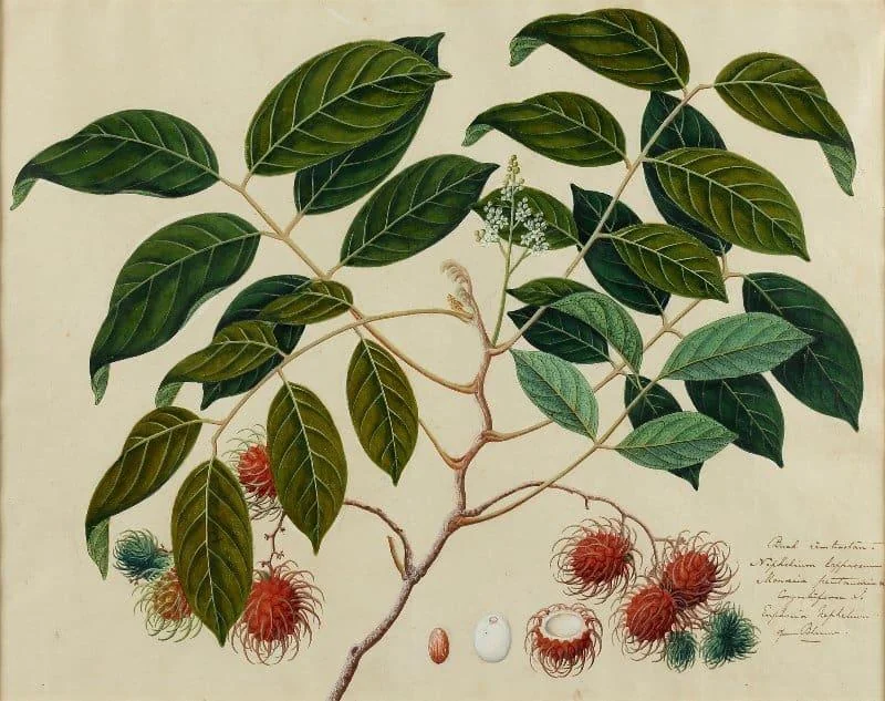 Chinese Artist of the Straits School circa 1825 - Rambutan