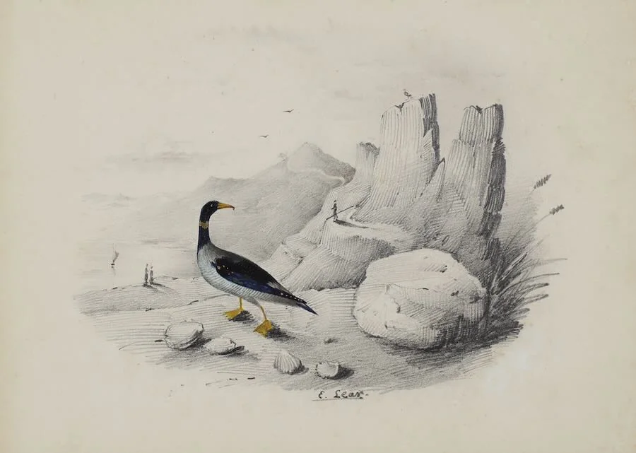 Edward Lear - A merganser on the shore