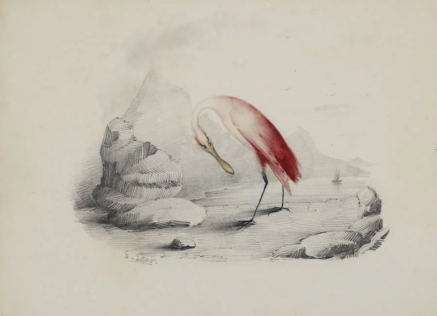 Edward Lear - A spoonbill by the shore