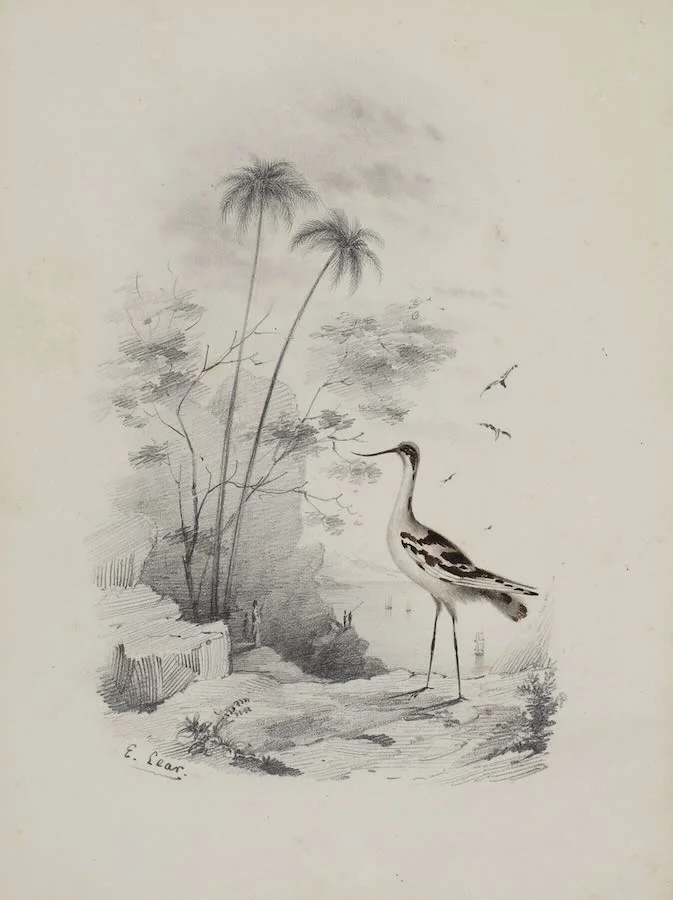 Edward Lear - An avocet near the sea