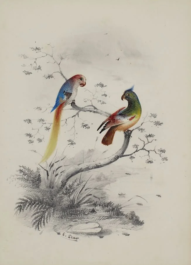 Edward Lear - Two parrots on a branch