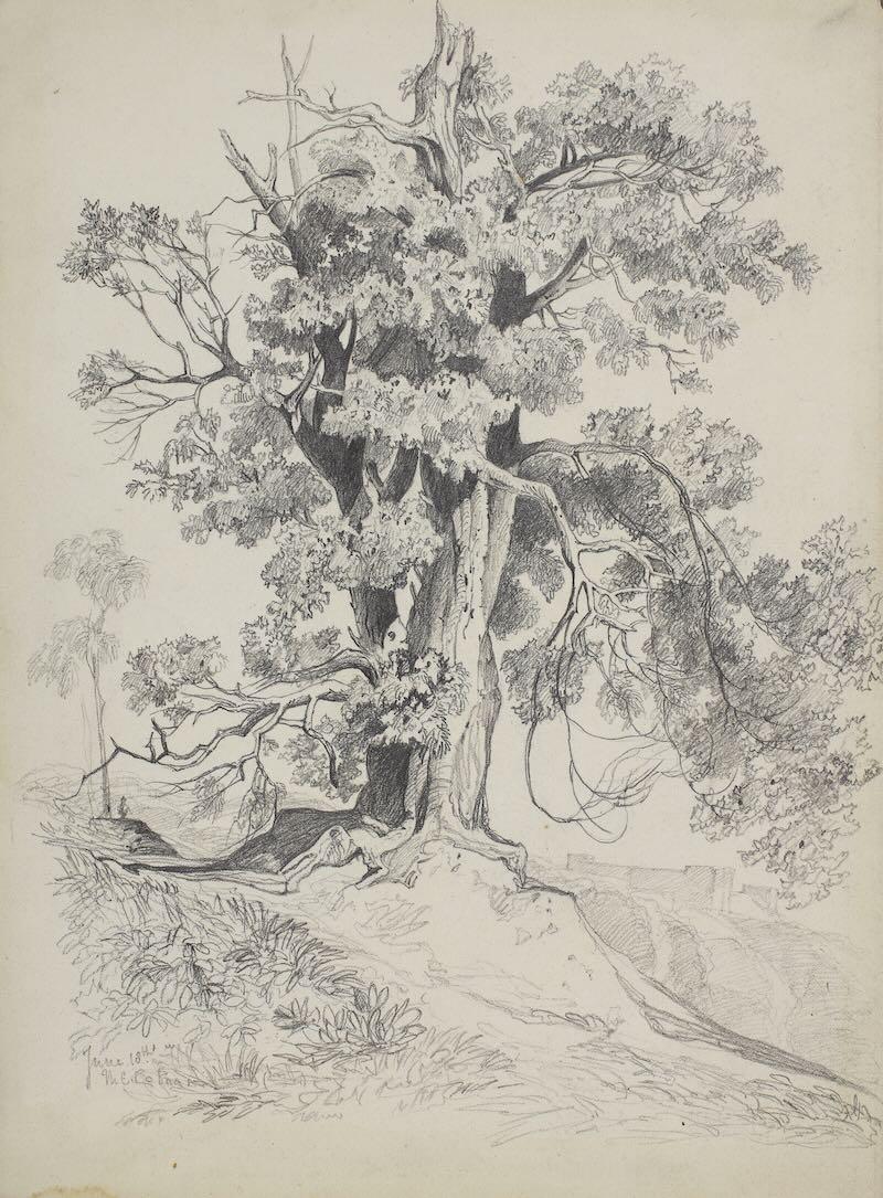 An oak tree - Main image