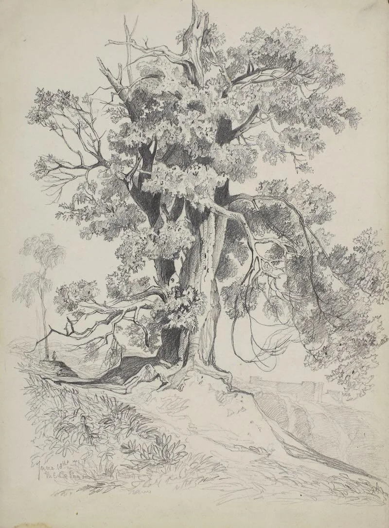 Miles Edmund Cotman - An oak tree