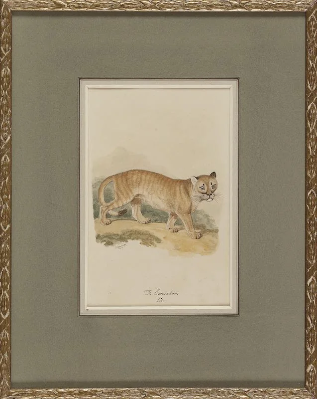 Samuel Howitt - A Cougar or panther and An Ocelot