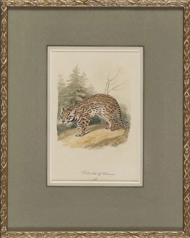 Samuel Howitt - A Cougar or panther and An Ocelot