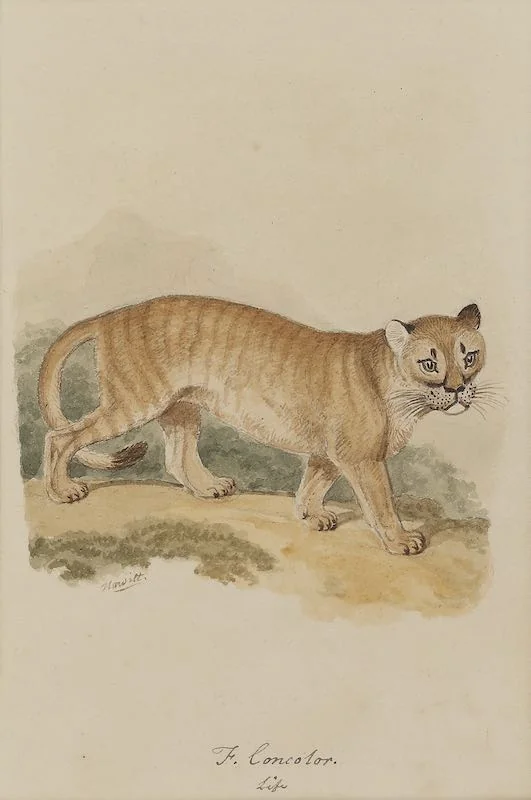 Samuel Howitt - A Cougar or panther and An Ocelot
