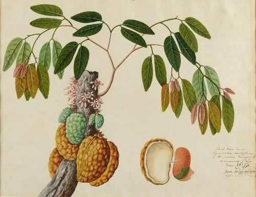 Chinese Artist of the Straits School circa 1825