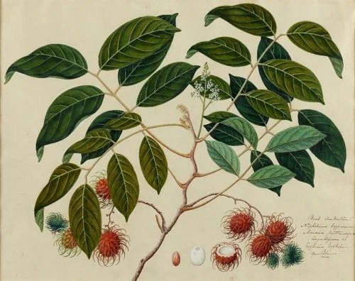 Chinese Artist of the Straits School circa 1825