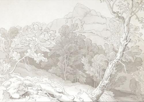 Trees at Canonteign, Devon