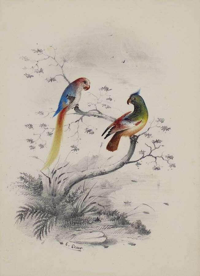 Two parrots on a branch