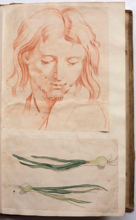 Sarah Stone - An album of early works including portraits, vegetables, flowers, studies of hands, feet and facial features, male figure studies drawn from life and spiders, c. 1772-3