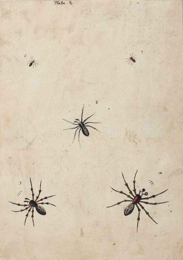 Sarah Stone - An album of early works including portraits, vegetables, flowers, studies of hands, feet and facial features, male figure studies drawn from life and spiders, c. 1772-3