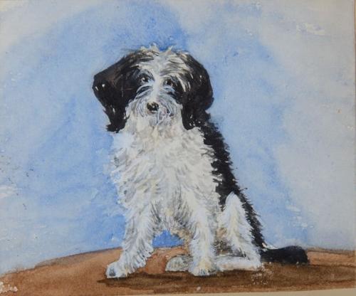 A black and white dog