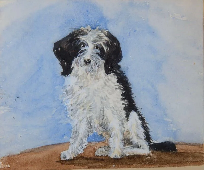 Lady Emily Dundas - A black and white dog