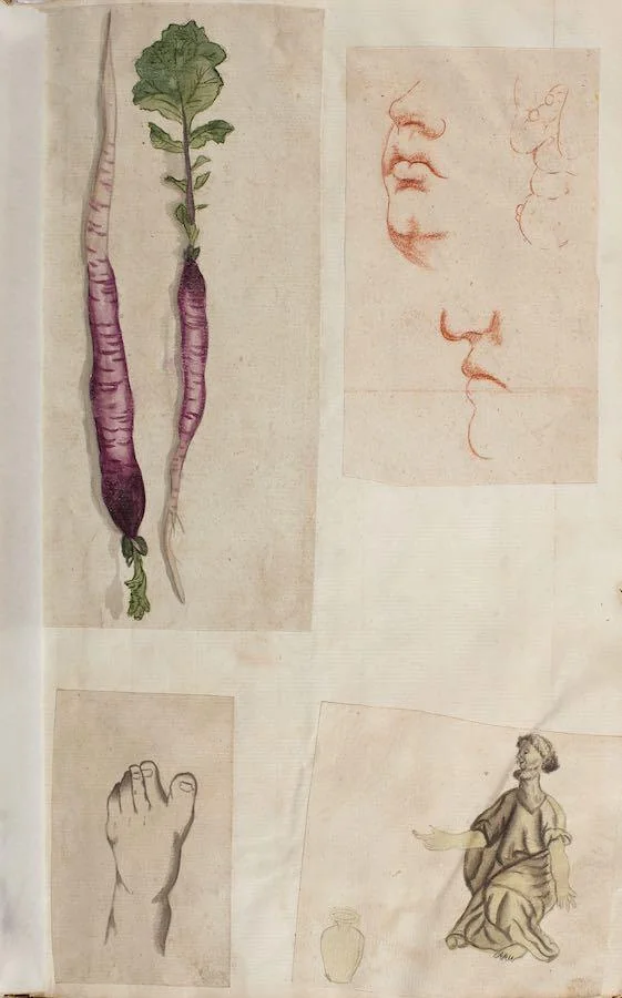 Sarah Stone - An album of early works including portraits, vegetables, flowers, studies of hands, feet and facial features, male figure studies drawn from life and spiders, c. 1772-3