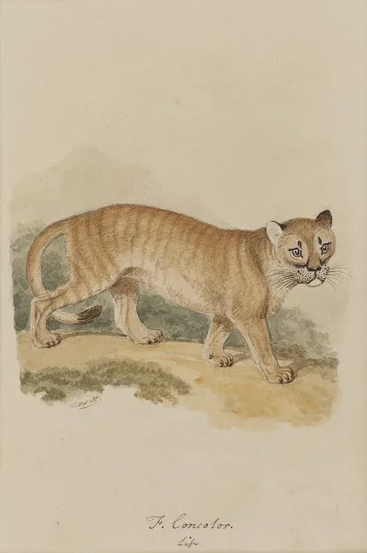 Portrait of Samuel Howitt