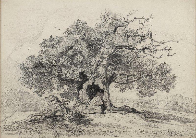 Miles Edmund Cotman - A mature oak tree near a castle