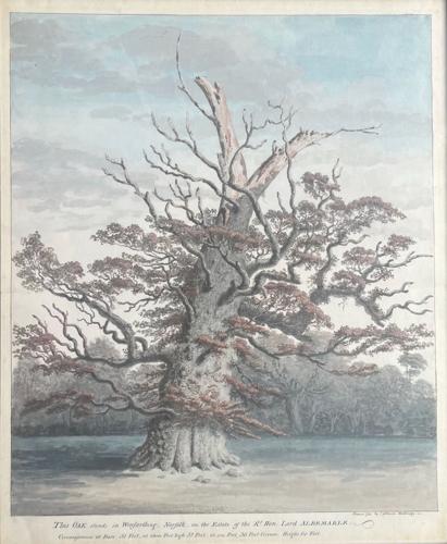 An Oak, Winfarthing, Norfolk