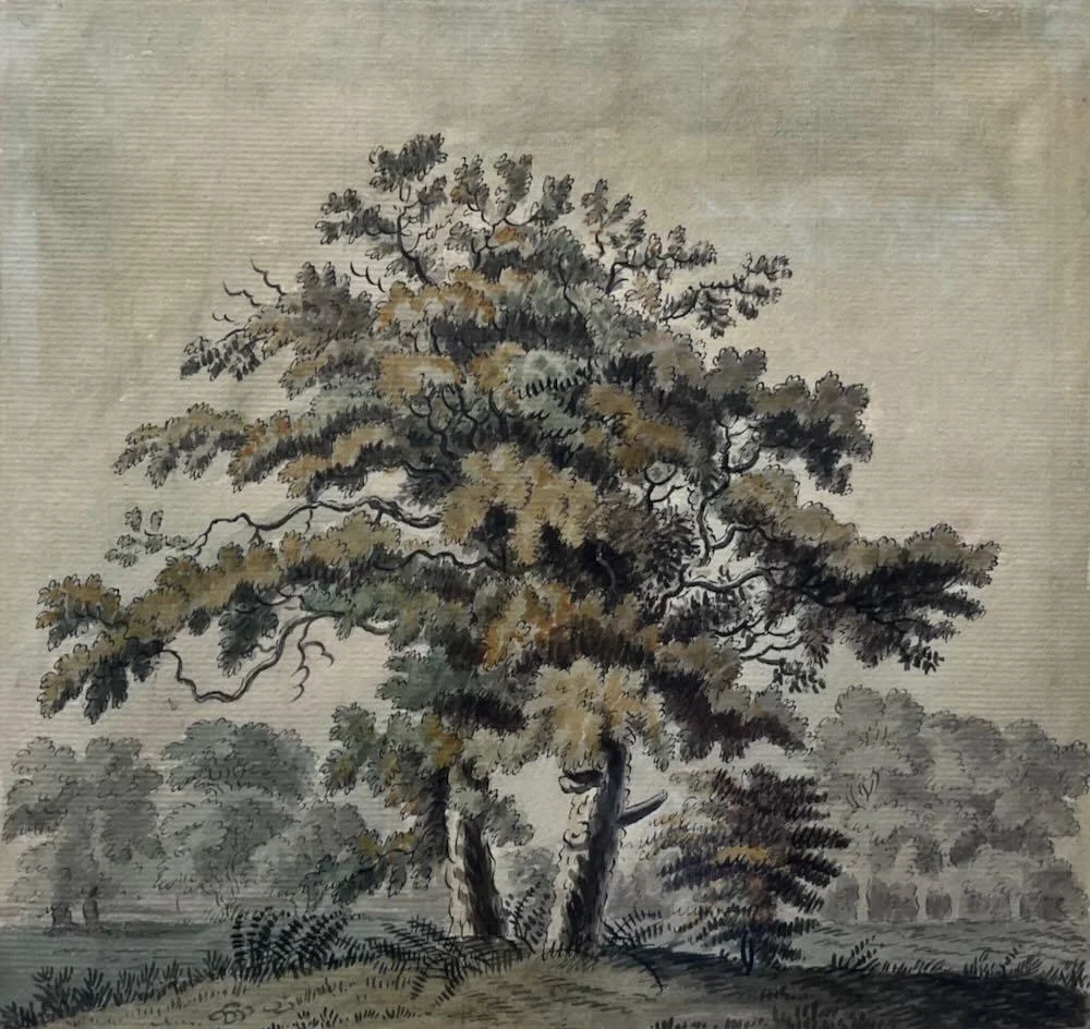 Colonel Joshua Gosselin - Unpollarded Oaks
