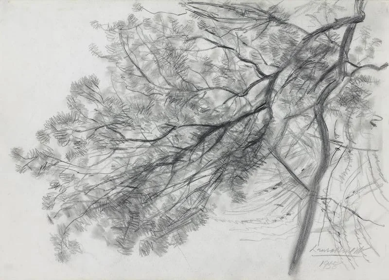 Dame Laura  Knight RA - Study of the branch of a tree