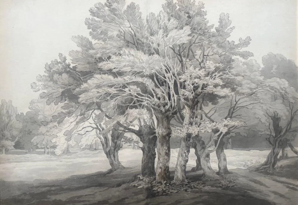 John White Abbott - Trees