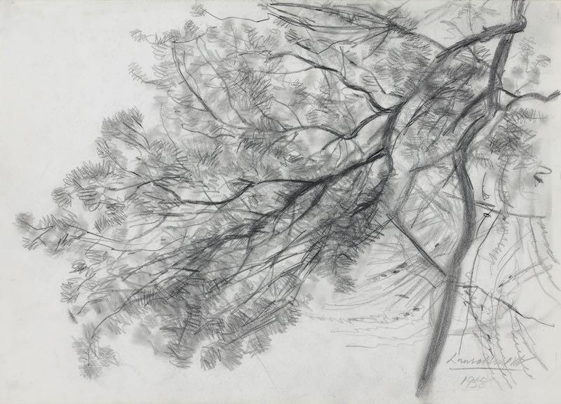 Study of the branch of a tree - Main image