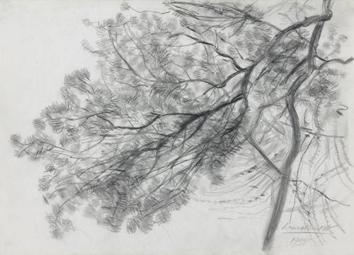 Study of the branch of a tree