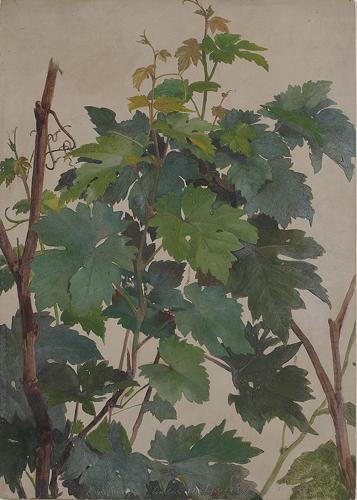 Study of Vine Leaves (Studie von Weinlaub)