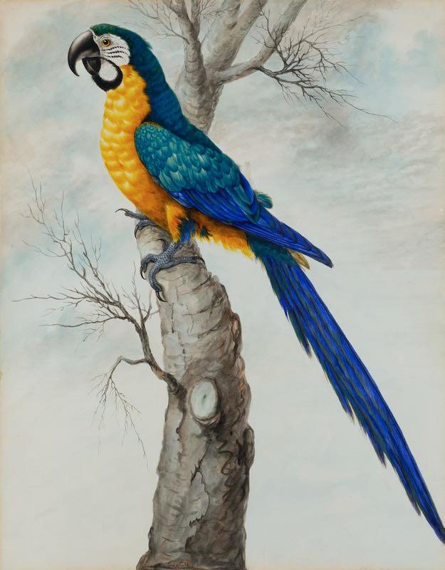 A blue and yellow Macaw - Main image