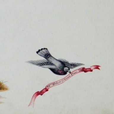 A white hen with her chicks