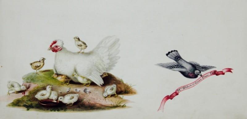 Mrs Augusta Innes Withers - A white hen with her chicks