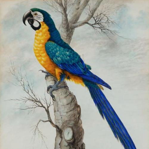 A blue and yellow Macaw