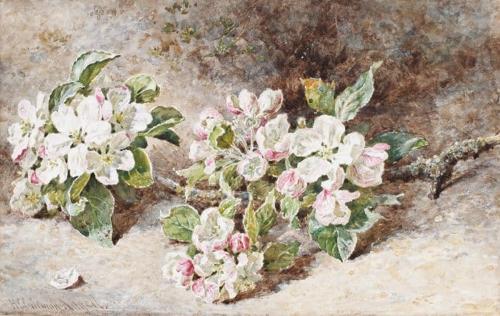 Apple Blossom