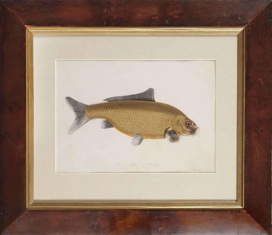 Sarah Bowdich - Carp