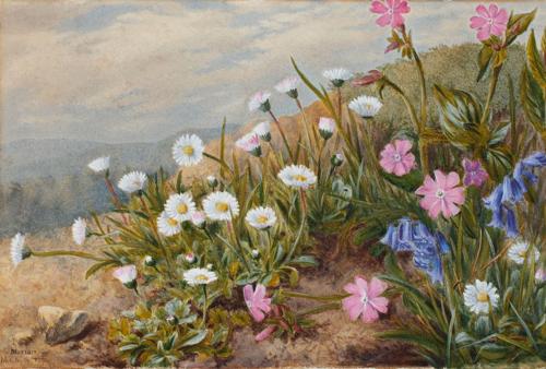 Daisies, bluebells and red campion