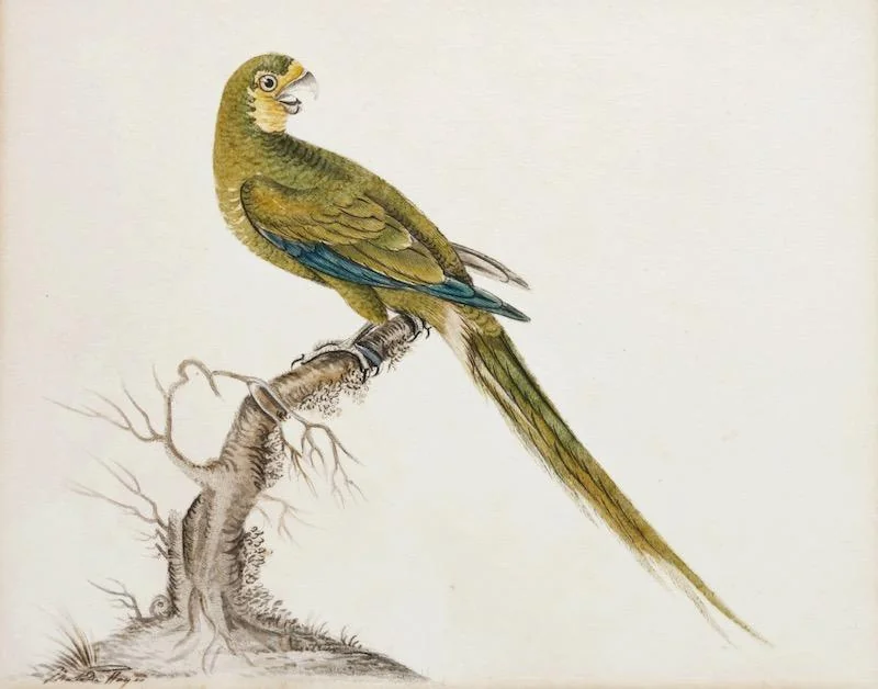 Matilda Hayes (fl.) - A Red-bellied Macaw (Orthopsittaca manilatus)