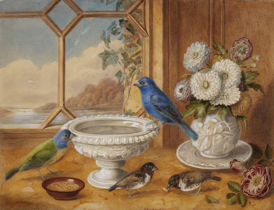 Prize pair of Foreign Birds