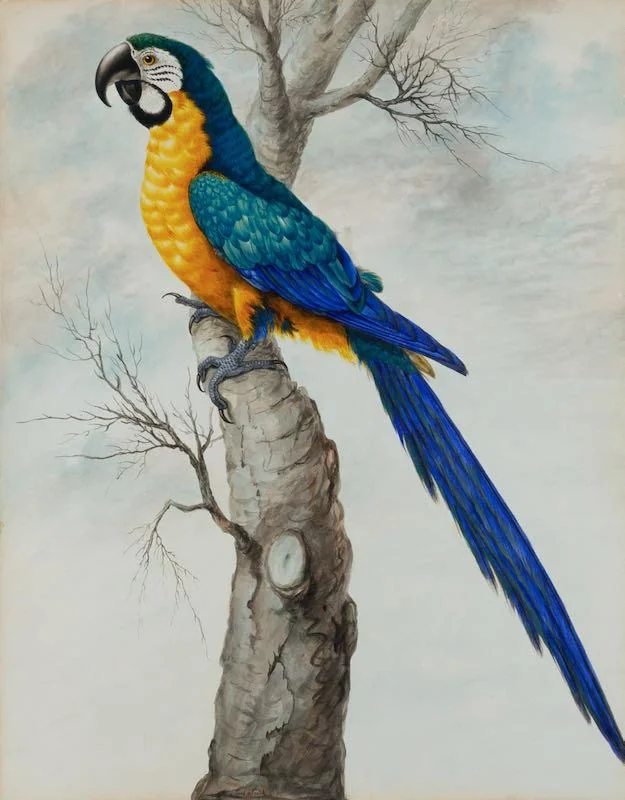 Sarah Stone - A blue and yellow Macaw