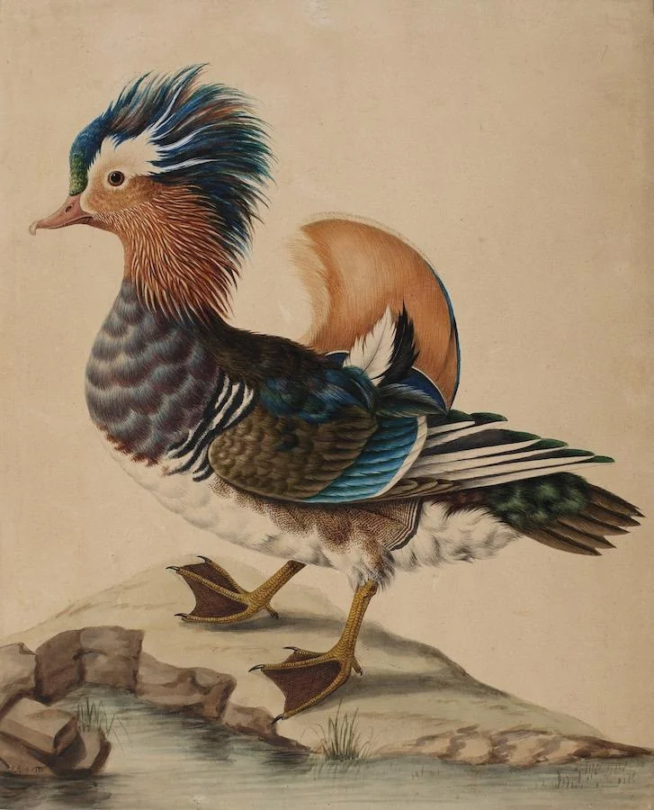 Sarah Stone - A Mandarin Drake