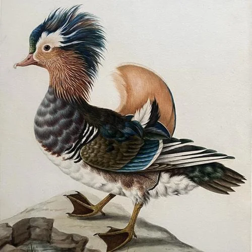 A Mandarin Drake