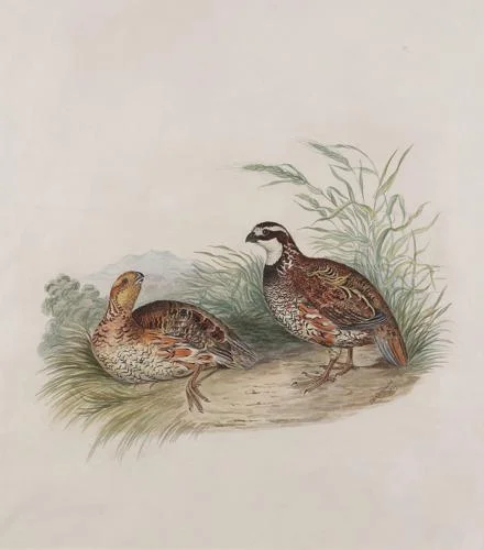Elizabeth Gould